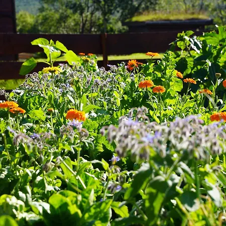 캠프장 / Huskyfarm Innset
